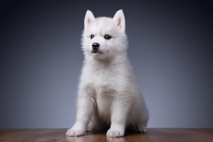 5 Exercise Tips for Siberian Husky Puppies